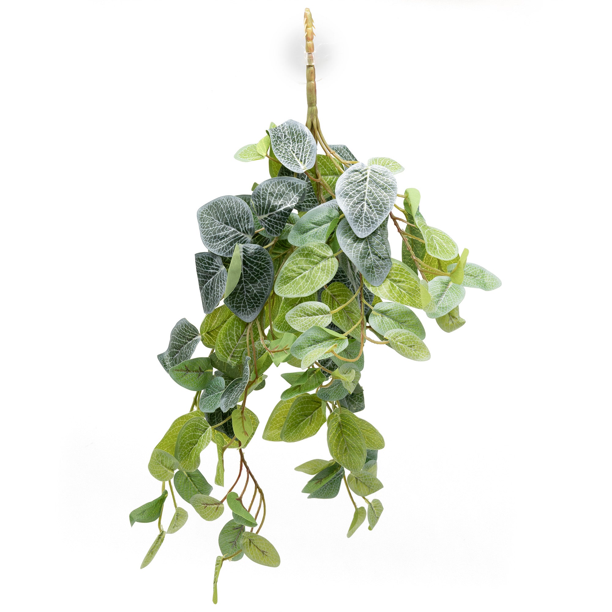 fake.hanging plants Pangea Hanging Bush - Fittonia