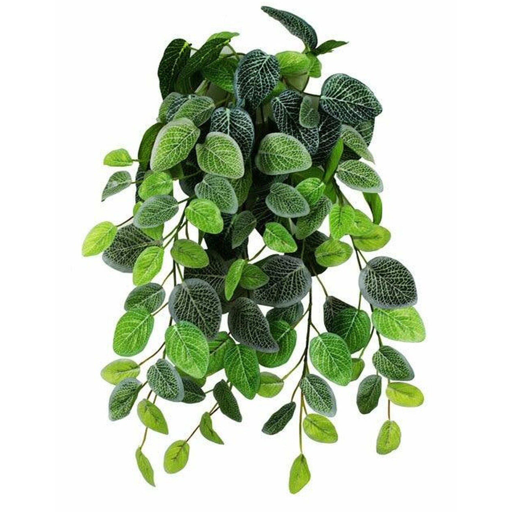 fittonia hanging plant Pangea Hanging Bush - Fittonia