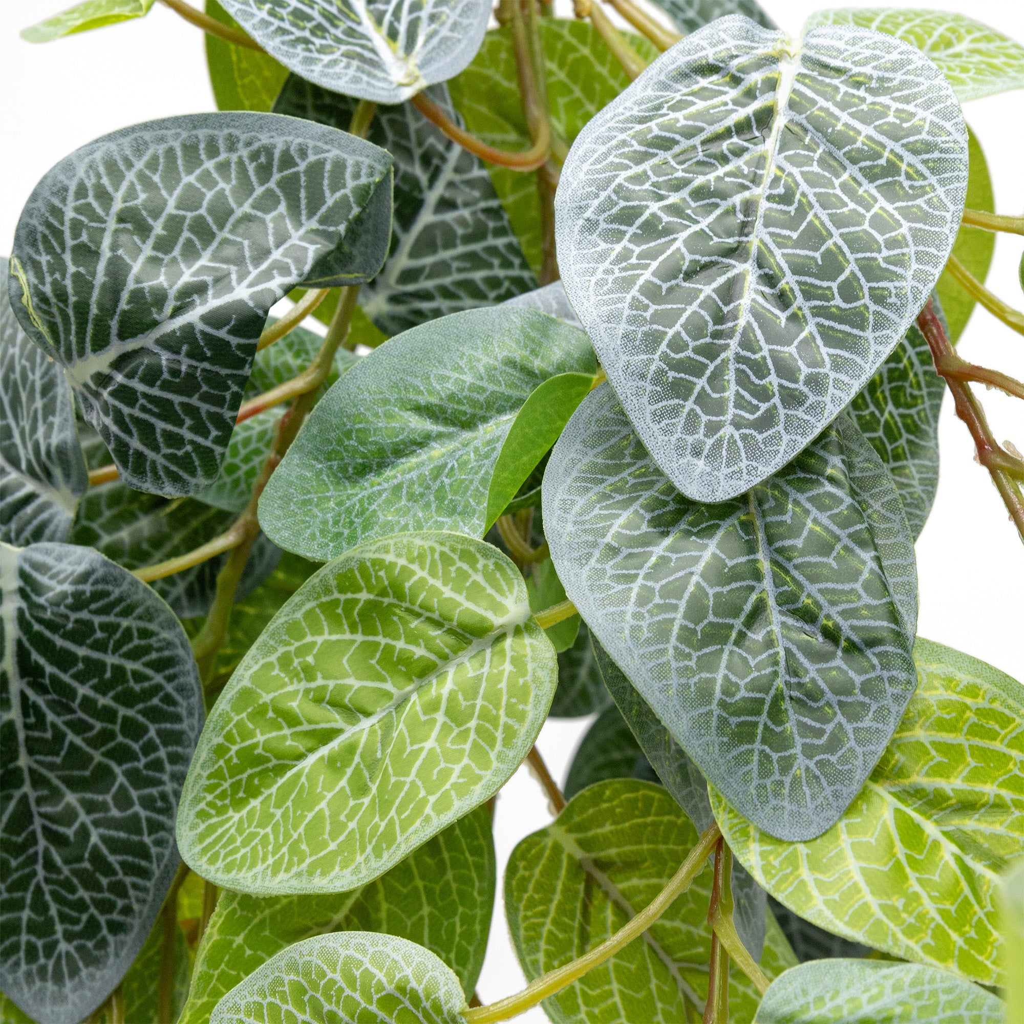 green and white leaf hanging plant Pangea Hanging Bush - Fittonia