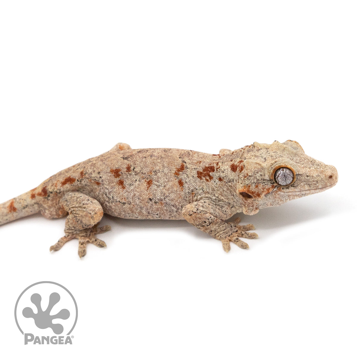 Ga-0075 facing right