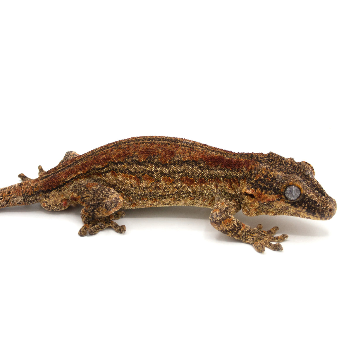 Ga-0206 facing right