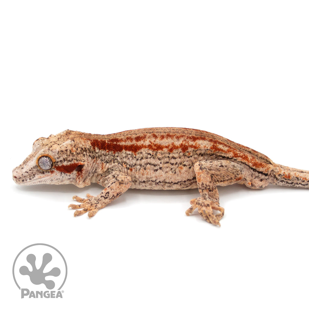 tw.gargoyleページ Male Red Striped Gargoyle Gecko | Pangea Reptile | 0207 - Pangea