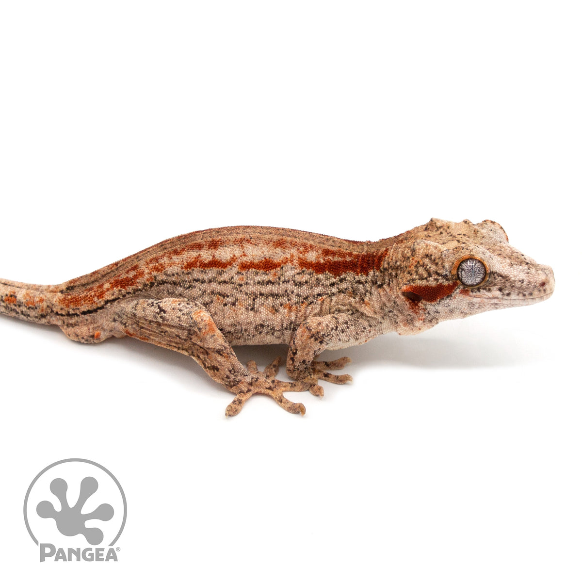 Ga-0207 facing right