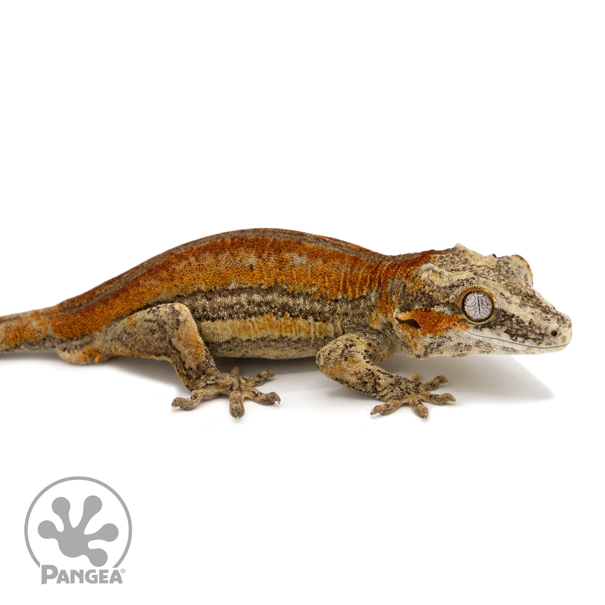 Ga-0210 facing right