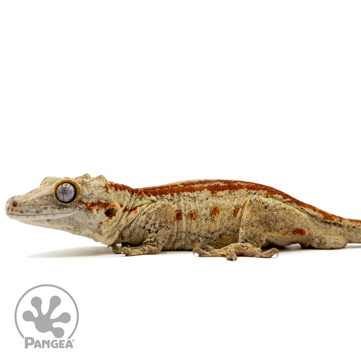 Gargoyle sales gecko food