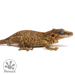 Ga-0058 facing right