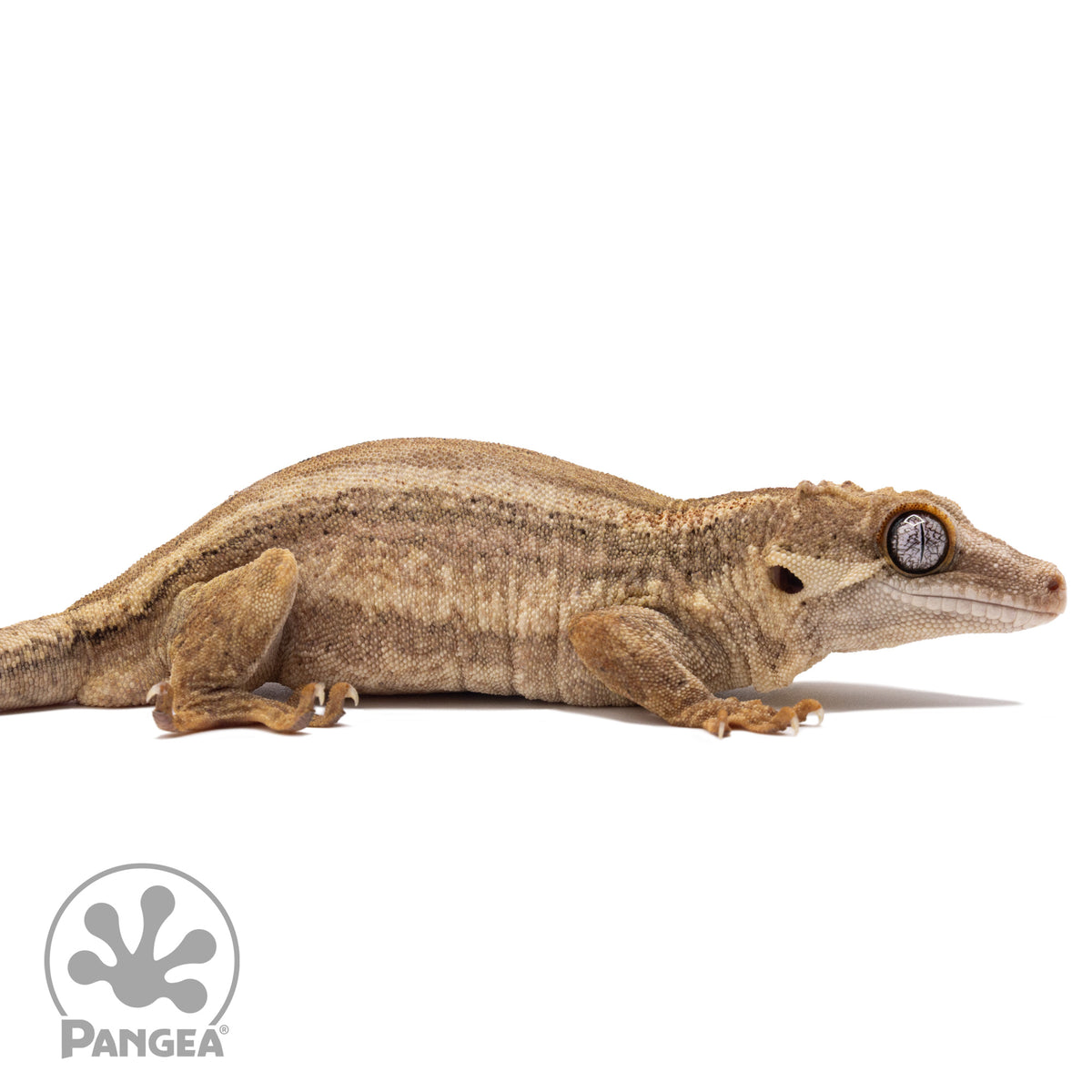 Ga-0097 facing right