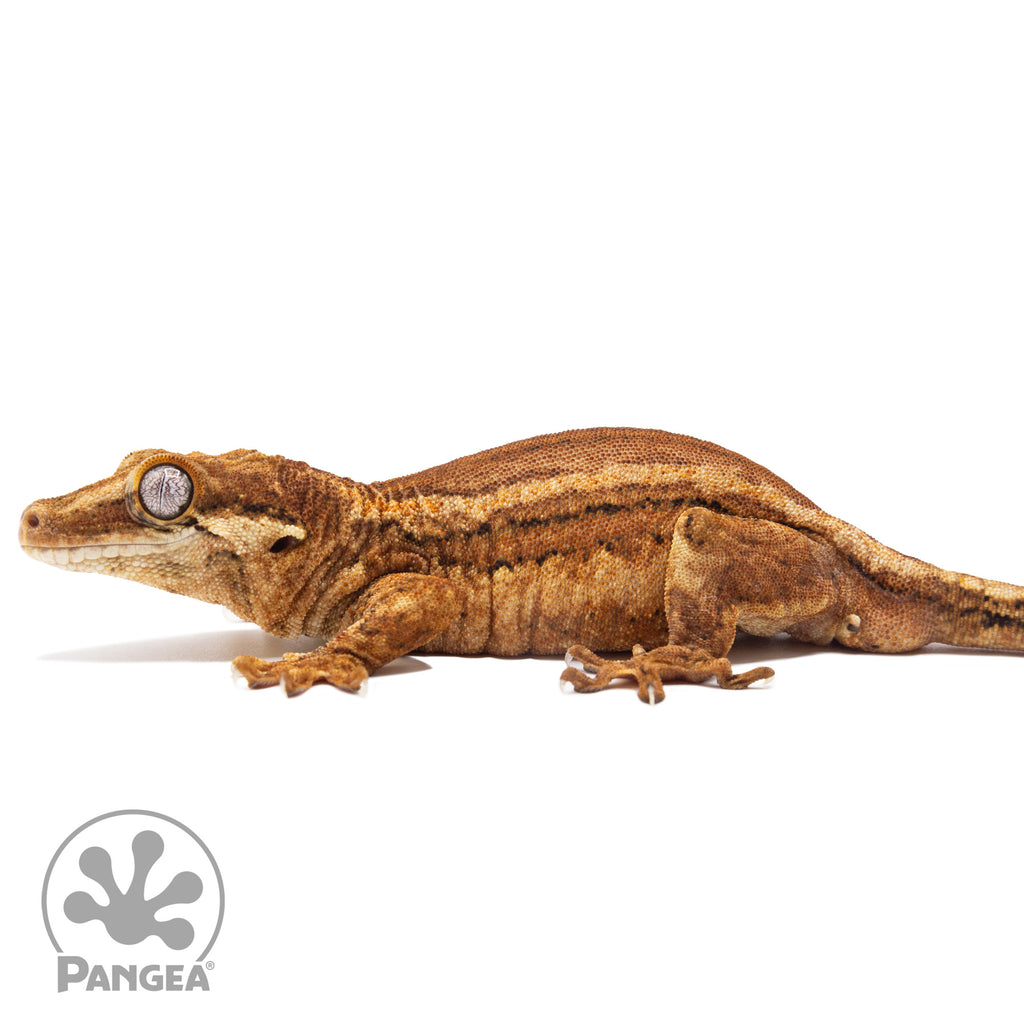Male Red Striped Gargoyle Gecko | Pangea Reptile | Ga-0115
