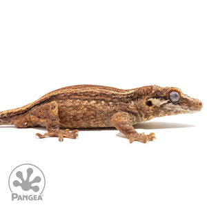 Ga-0204 facing right