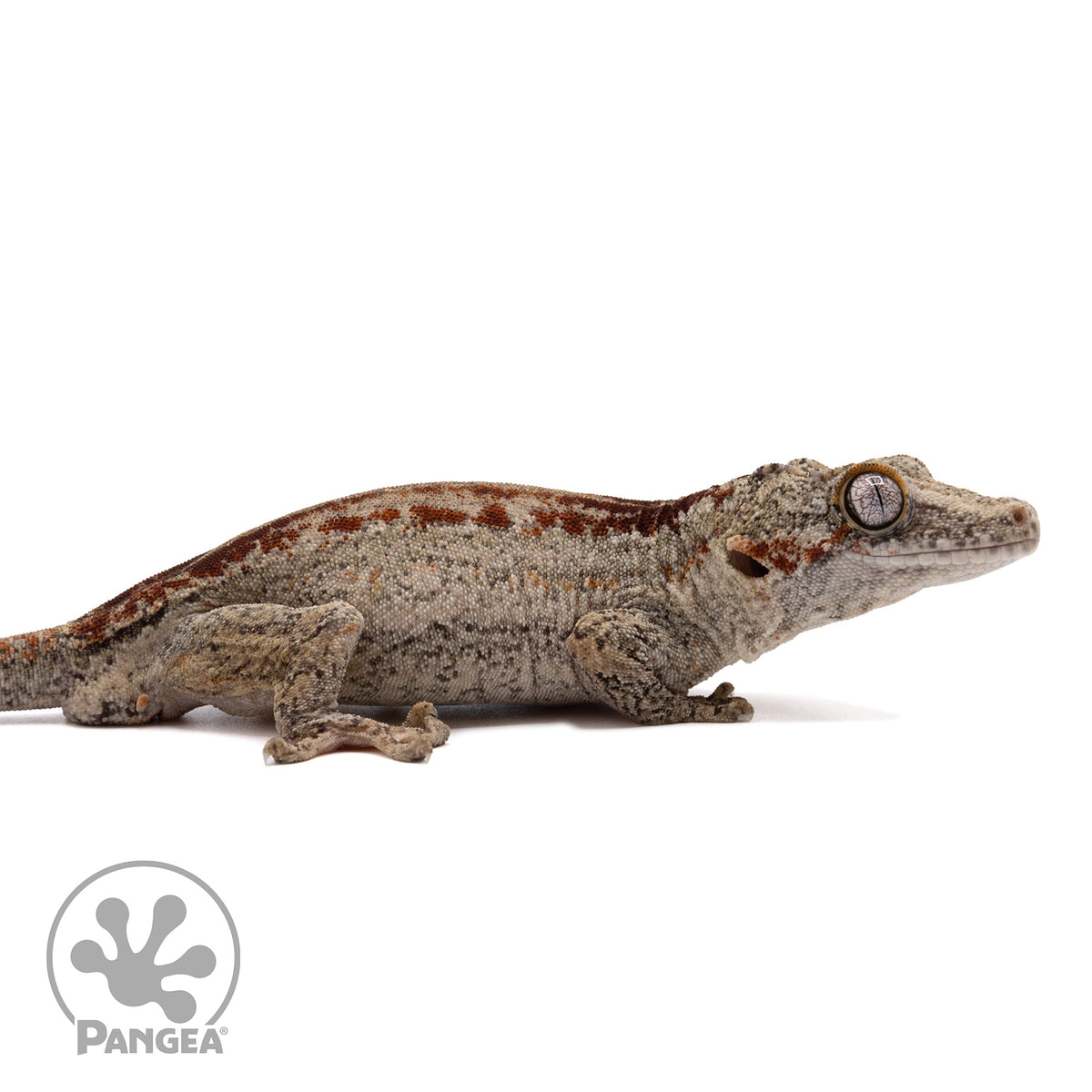 Ga-0280 facing right