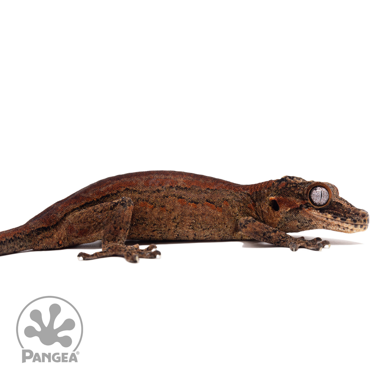 Ga-0282 facing right