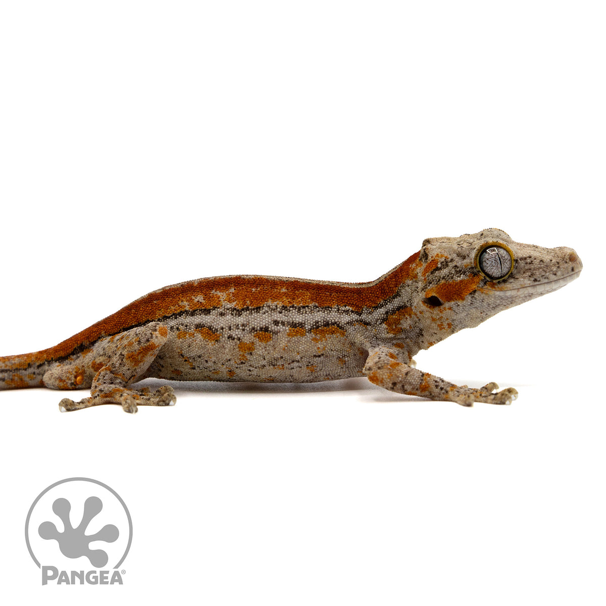 Ga-0303 facing right