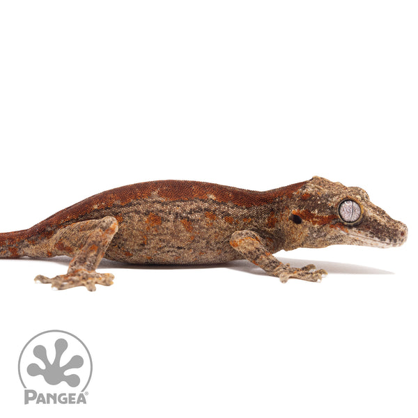 Juvenile Red Stripe Gargoyle Gecko | Pangea Reptile | Ga-0312