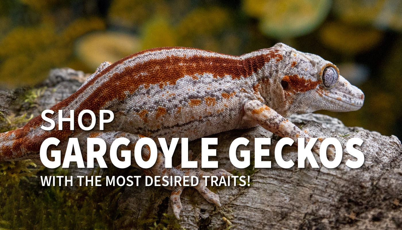 Halloween Crested Geckos - Pangea Reptile LLC