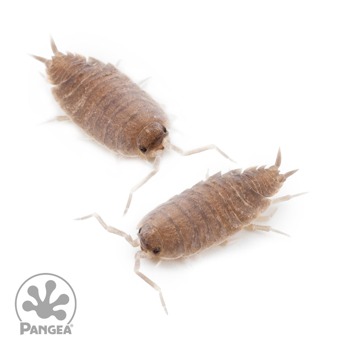 Porcellionides pruinosus 'Powder Blue' Isopods