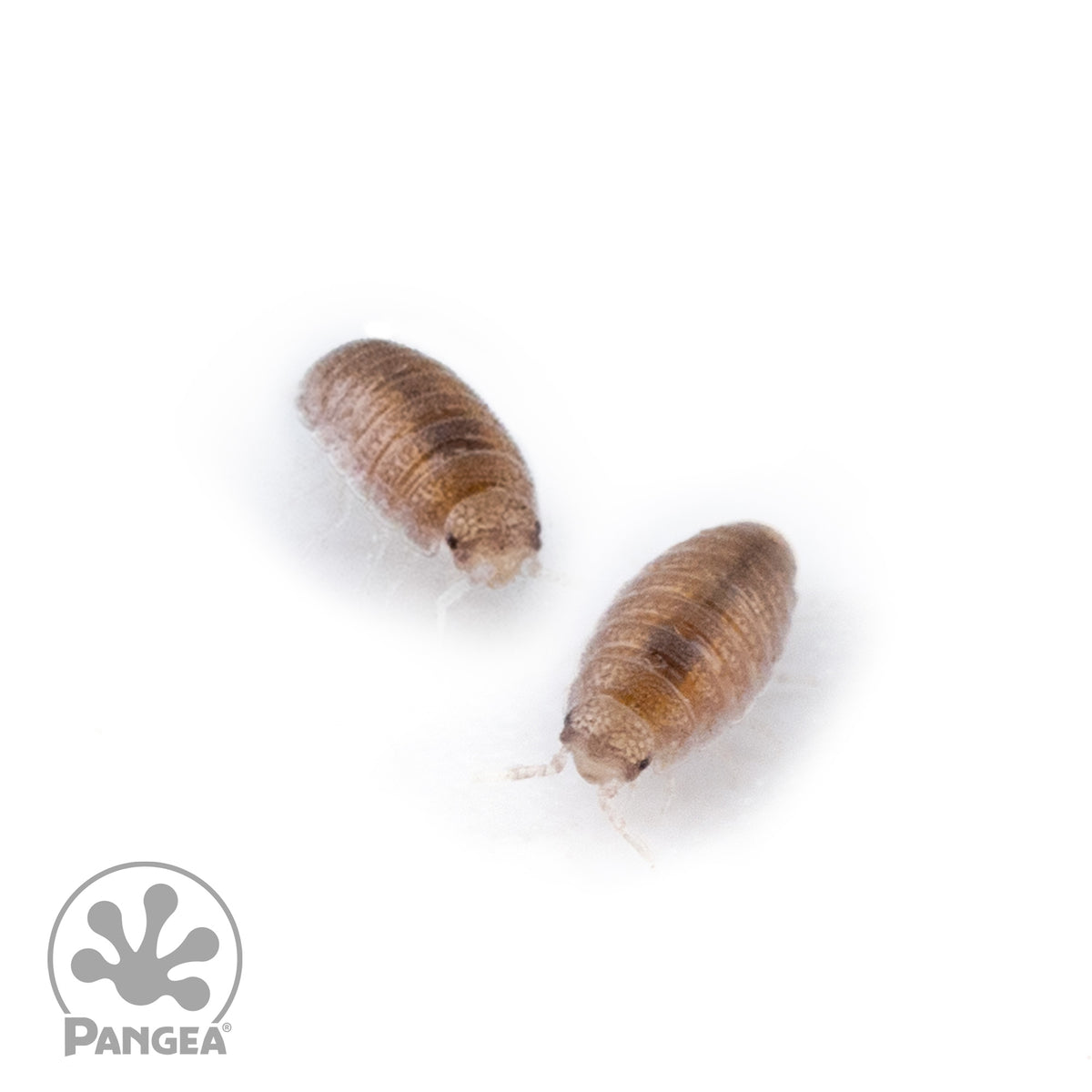 Trichoniscidae sp. 'Dwarf Purple' Isopods