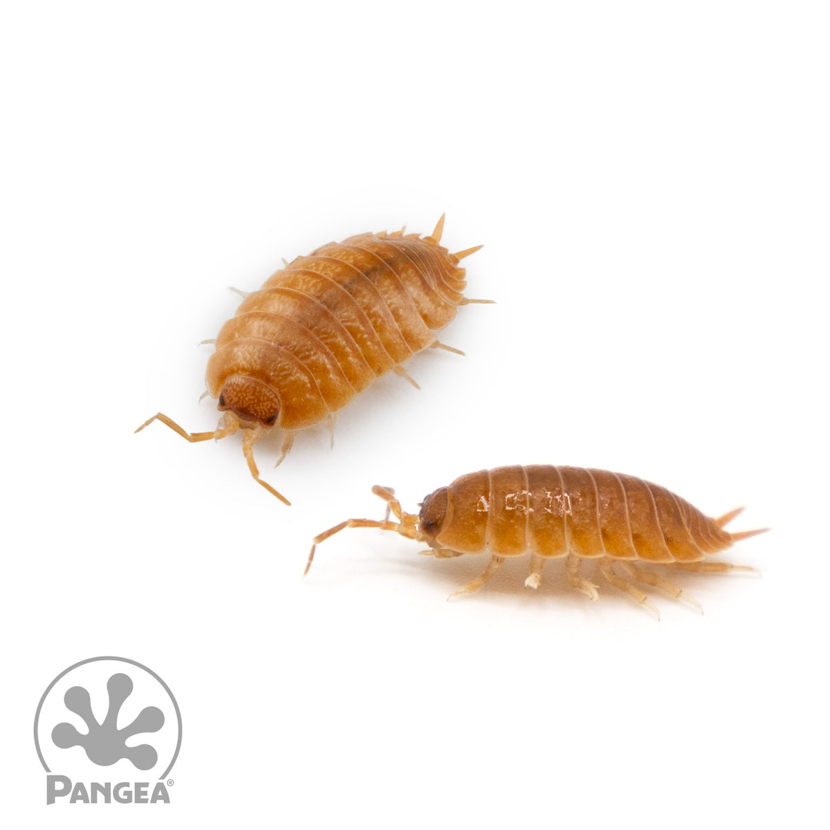 Porcellio scaber 'Orange' Isopods
