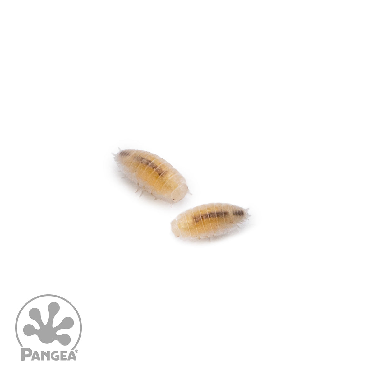 Trichorhina tomentosa 'Dwarf White' Isopods