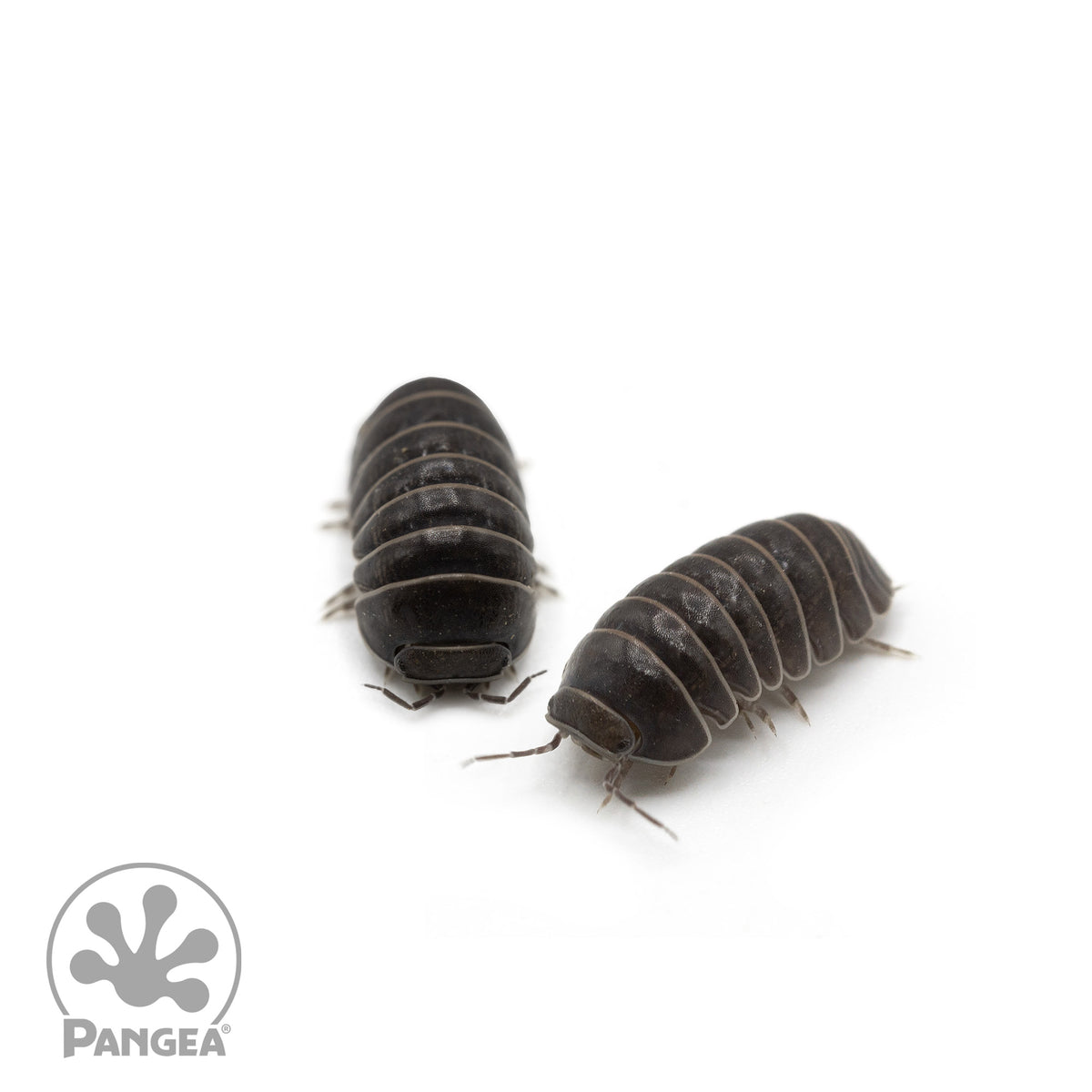 Armadillo officinalis 'Spanish Pill Bug' Isopods