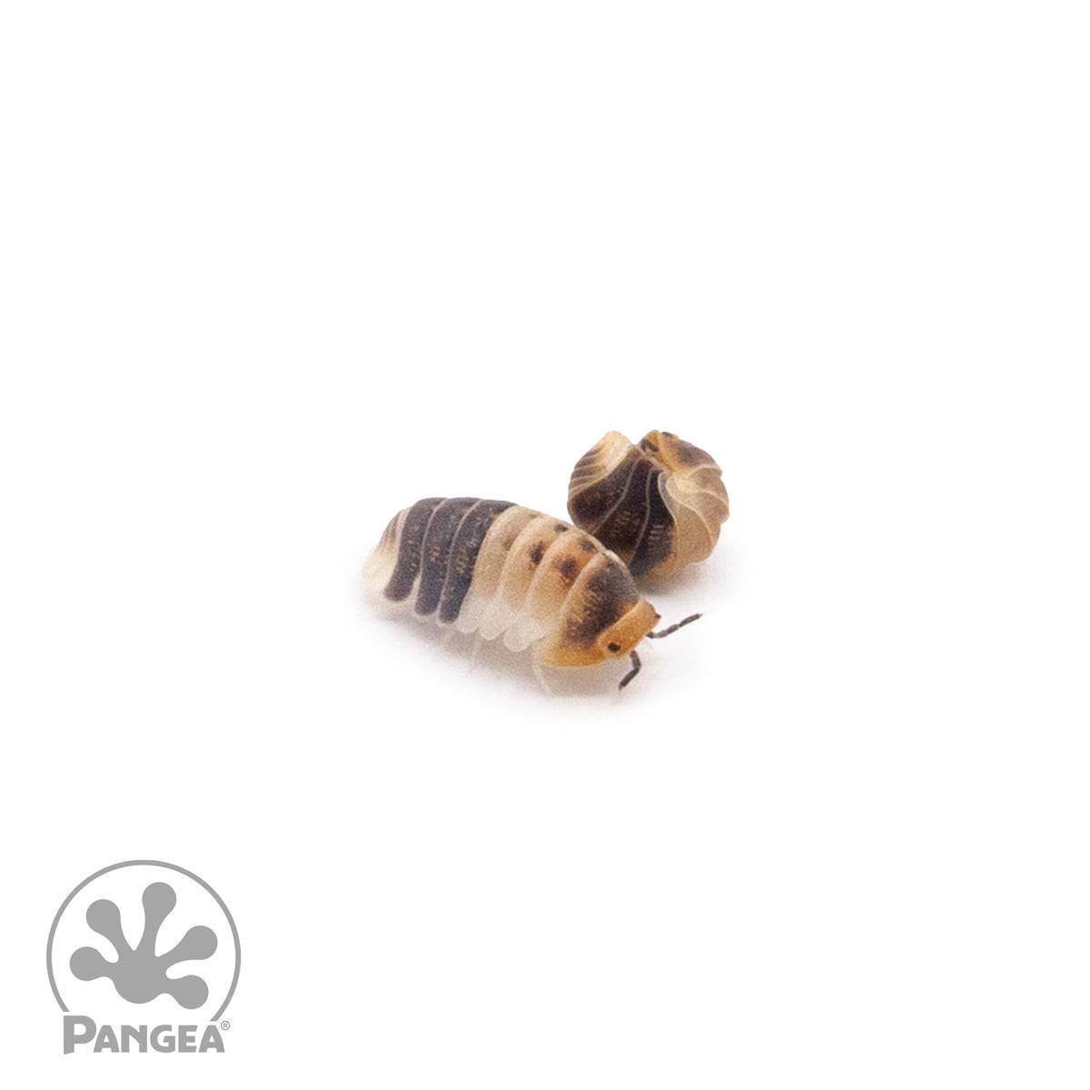 Cubaris sp.  ‘White Shark’ Isopods