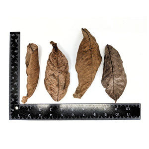Pangea Peruvian Guaba Leaf Litter by ruler