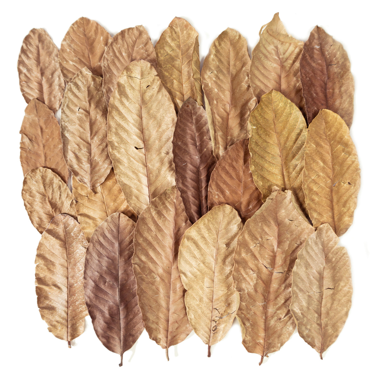 Pangea Leaf Litter Decor
