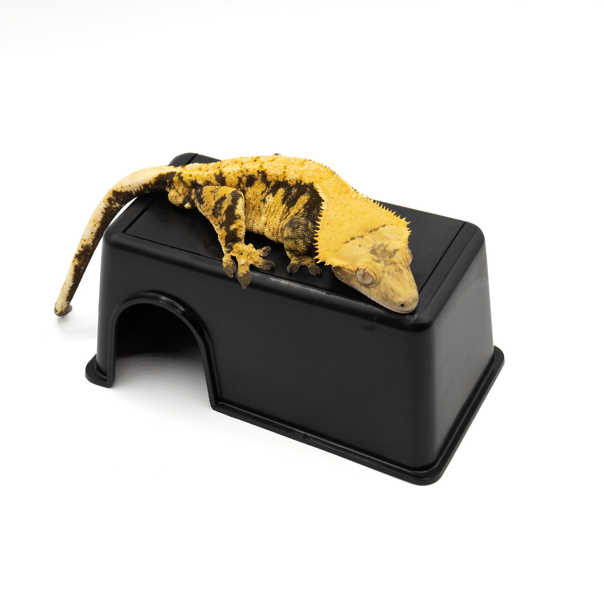 Humidity Hide small with gecko