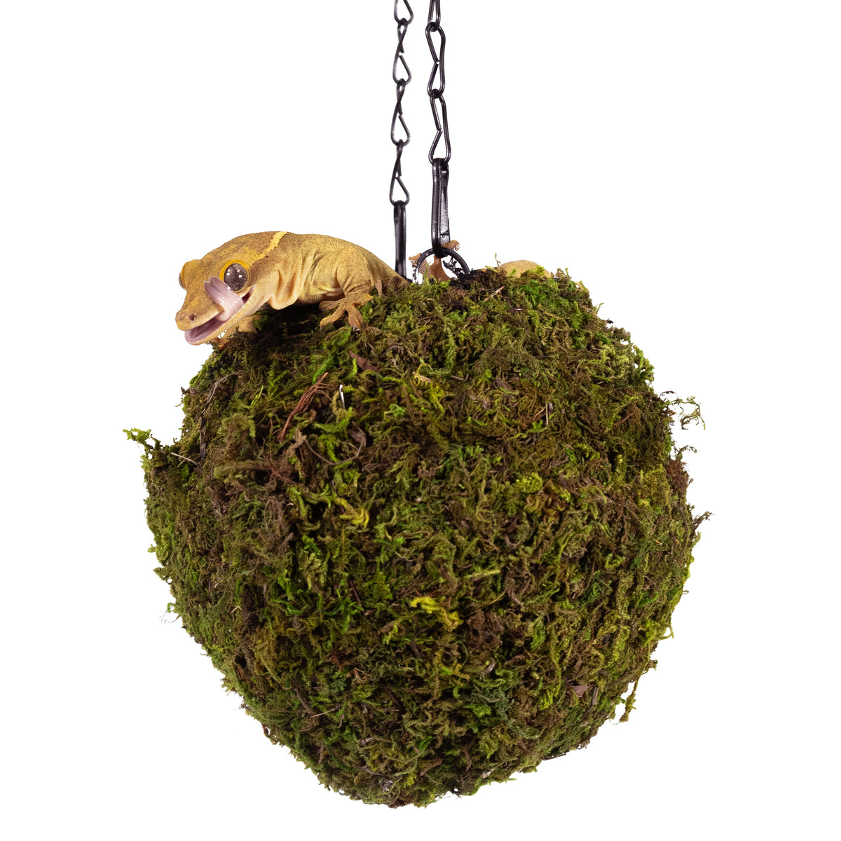 Galápagos Mossy Hanging Cave