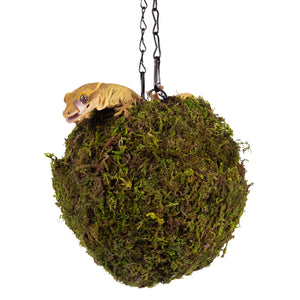 Galápagos Mossy Hanging Cave