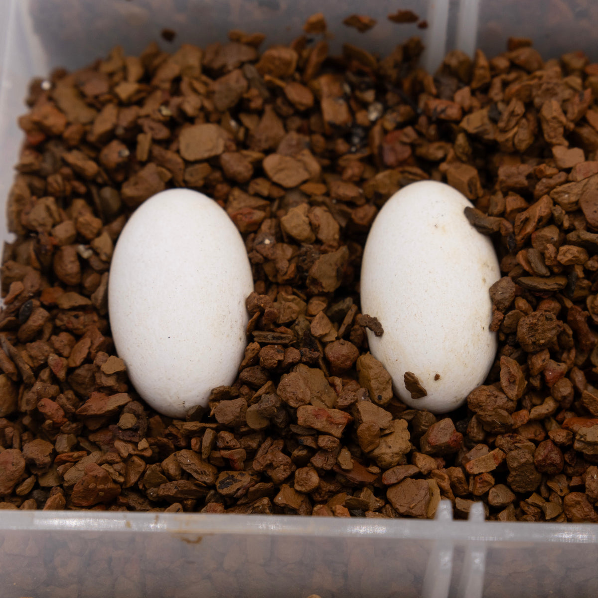 Pangea Hatch - two eggs incubating in Pangea Reptile Egg Organizer.