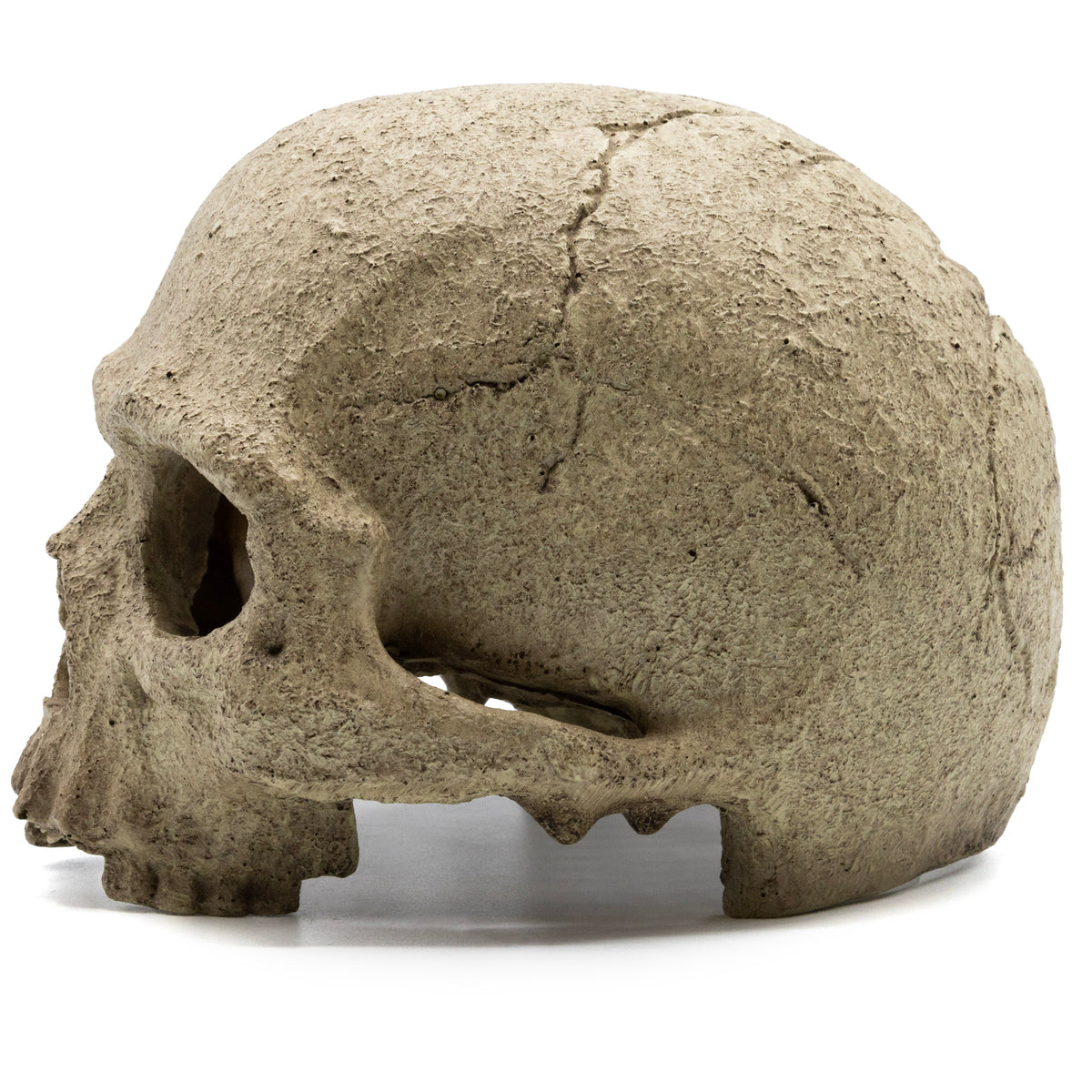 Pangea Human Skull Reptile Hide