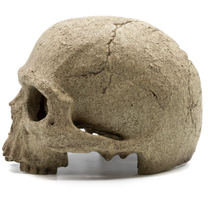 Pangea Human Skull Reptile Hide