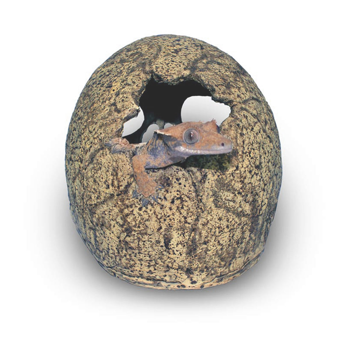 Pangea Human Skull Hide - from back with gecko poking out.