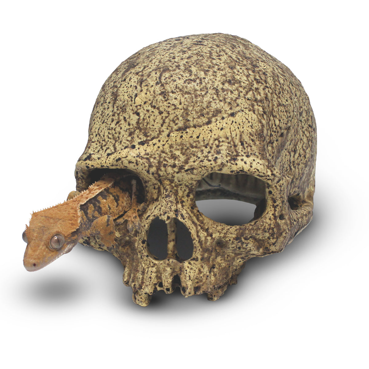 Pangea Human Skull Hide - from front with gecko climbing out of eye socket.
