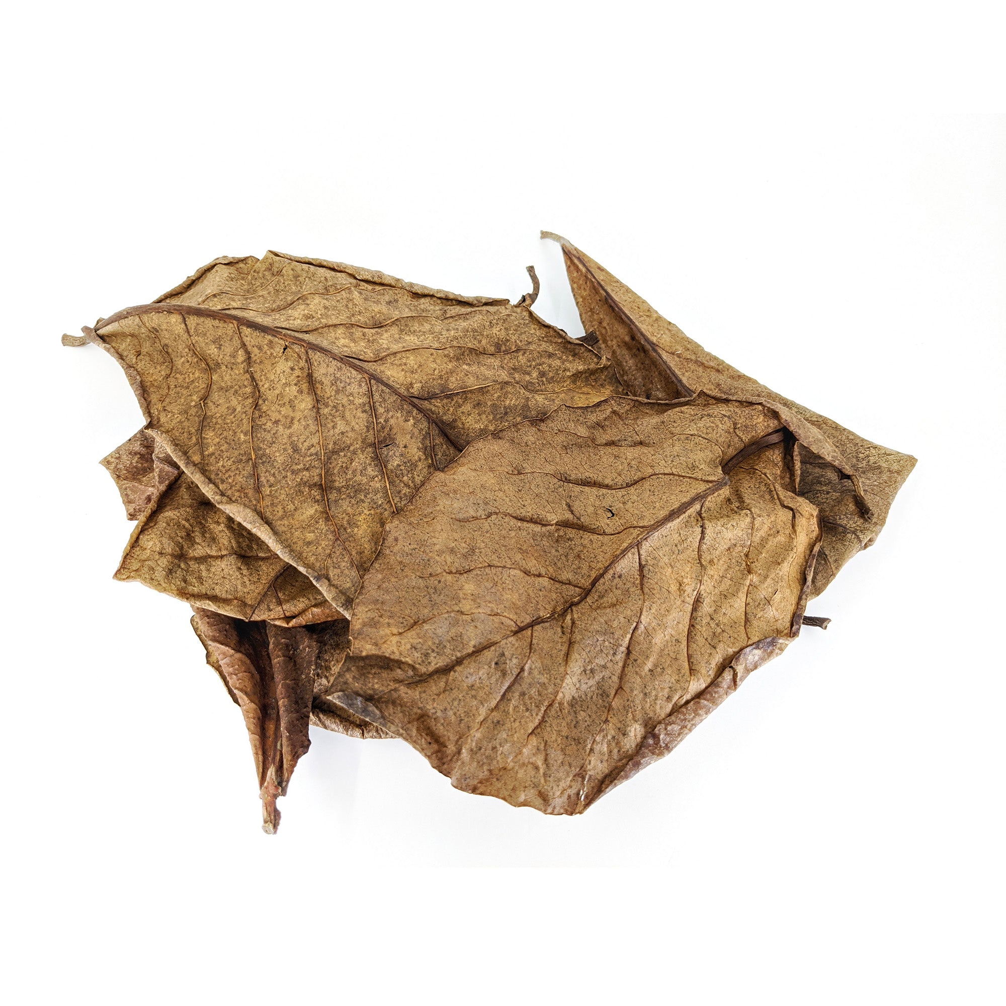 Pangea Peruvian Indian Almond Leaf Litter