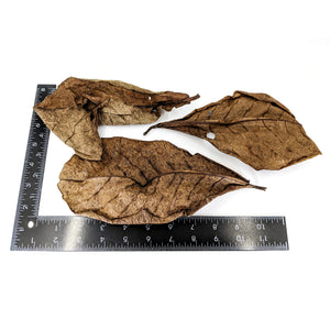 Pangea Peruvian Indian Almond Leaf Litter by ruler