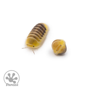 Cubaris sp. ‘Jupiter’ Isopods