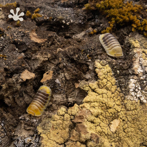 Cubaris sp. ‘Jupiter’ Isopods