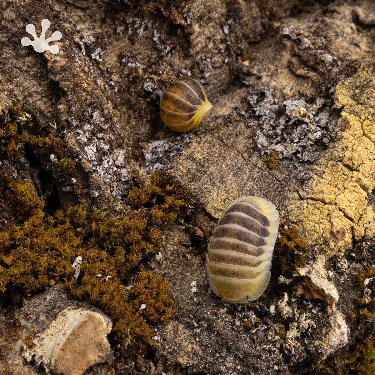 Cubaris sp. ‘Jupiter’ Isopods