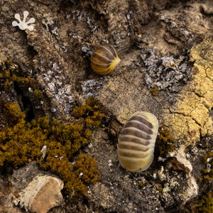 Cubaris sp. ‘Jupiter’ Isopods