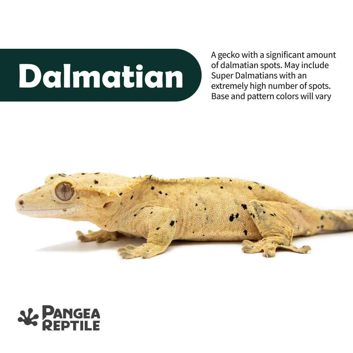 Keeper's Choice Crested Gecko - Pet Geckos Picked by Pangea!