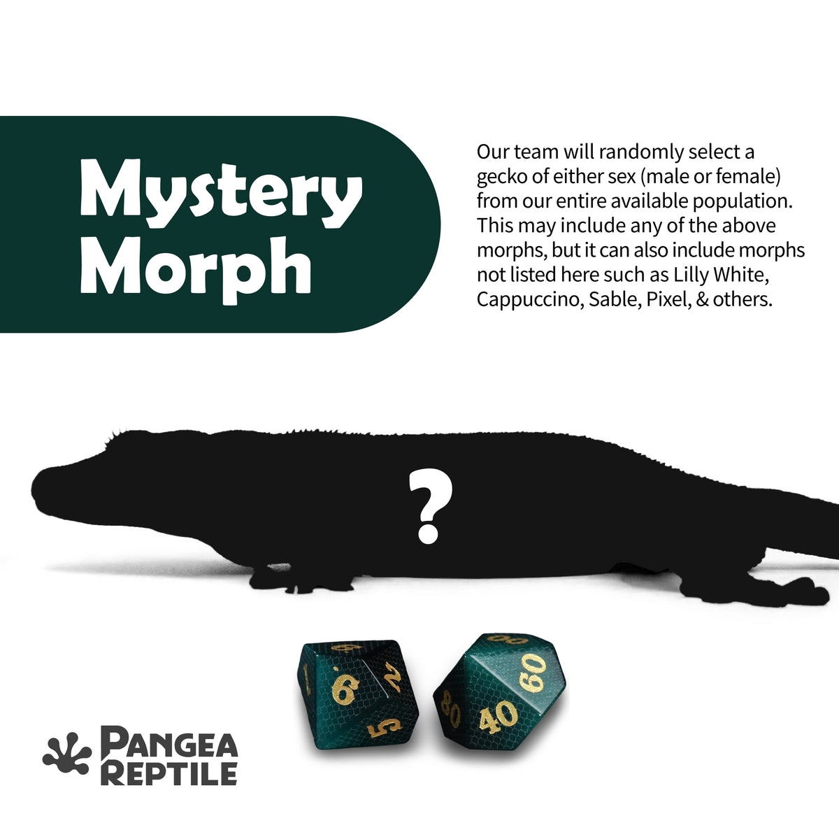 Keeper's Choice Crested Gecko - Pet Geckos Picked by Pangea!
