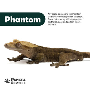 Keeper's Choice Crested Gecko - Pet Geckos Picked by Pangea!