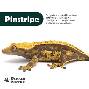 Keeper's Choice Crested Gecko - Pet Geckos Picked by Pangea!