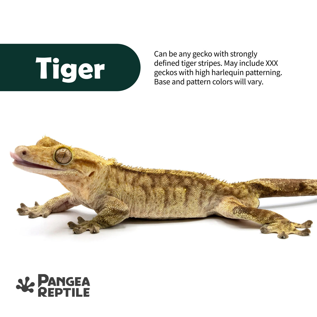 Keeper's Choice Crested Gecko - Pet Geckos Picked by Pangea!