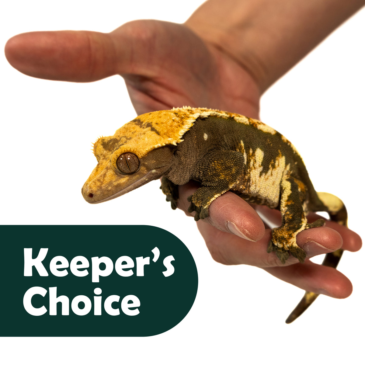 Keeper's Choice Crested Gecko - Pet Geckos Picked by Pangea!