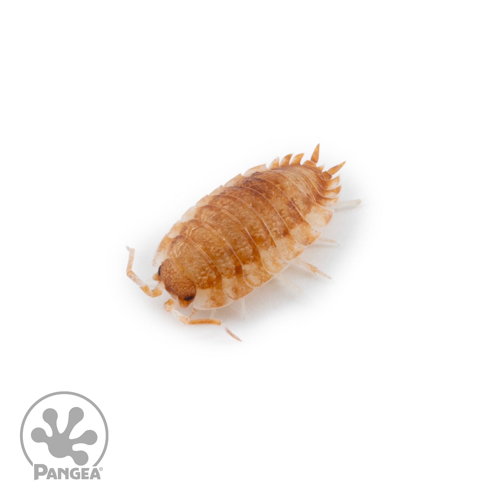 Porcellio scaber 'Koi Mix' Isopods