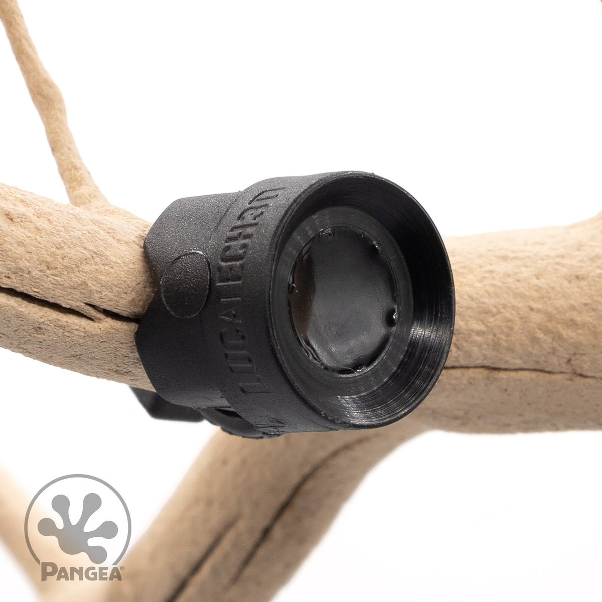 Pangea MicroDish Branch Magnetic Mount Small - on branch.