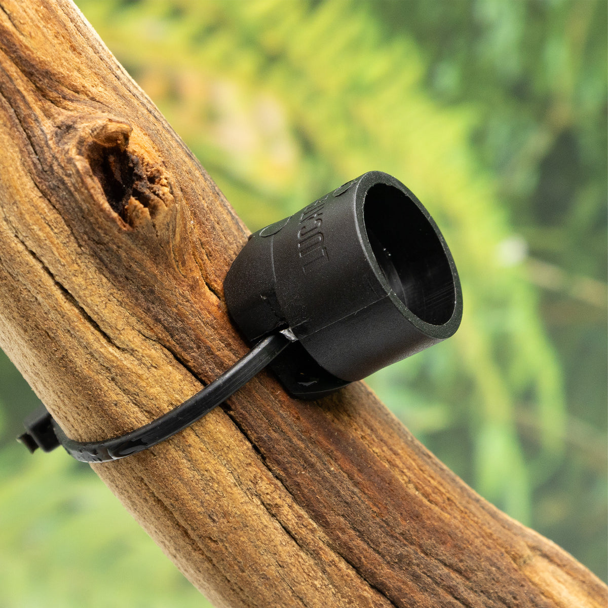 Pangea MicroDish Branch Mount Large - attached to branch at angle with green background.