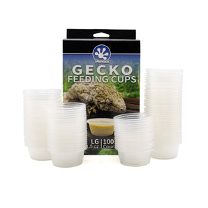Large Gecko Feeding Cups box and cups